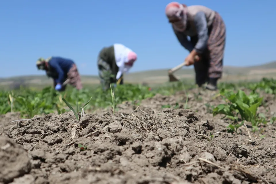 El ile çapalama ve geleneksel saha işleri
